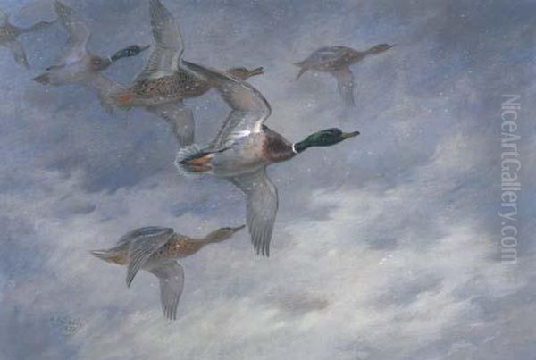 Mallard In Flight Oil Painting by Archibald Thorburn