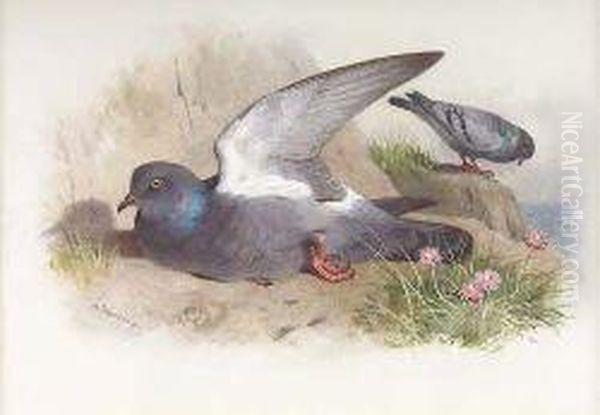 Rock-dove Oil Painting by Archibald Thorburn