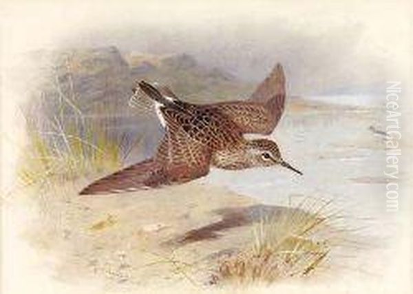 A Reeve In Flight Oil Painting by Archibald Thorburn