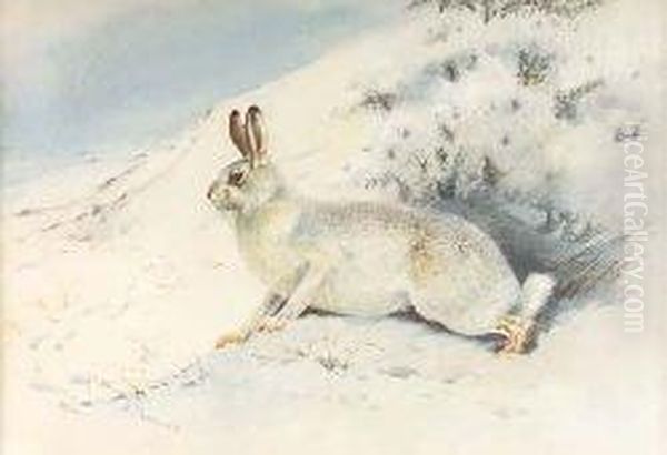 Mountain Hare Oil Painting by Archibald Thorburn