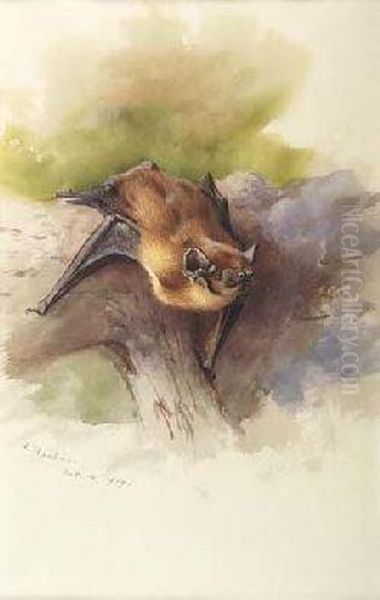 Bat Oil Painting by Archibald Thorburn