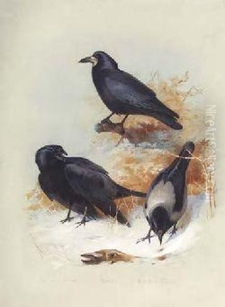 Carrion Crow, Hooded Crow Oil Painting by Archibald Thorburn