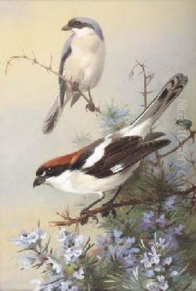 Grey-backed Shrike And Woodchat Shrike Oil Painting by Archibald Thorburn