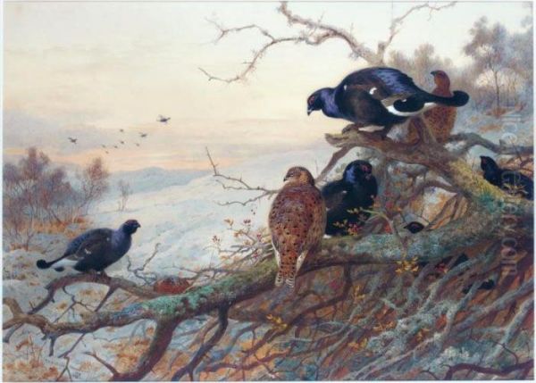 The Evening Roost, Black Game Oil Painting by Archibald Thorburn