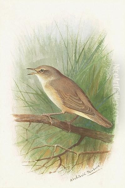 A Nightingale Oil Painting by Archibald Thorburn