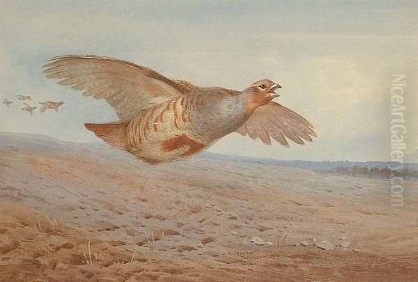 Grey Partridge In Flight Oil Painting by Archibald Thorburn