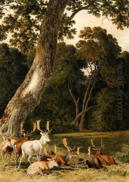 Fallow Deer Oil Painting by Robert Hills