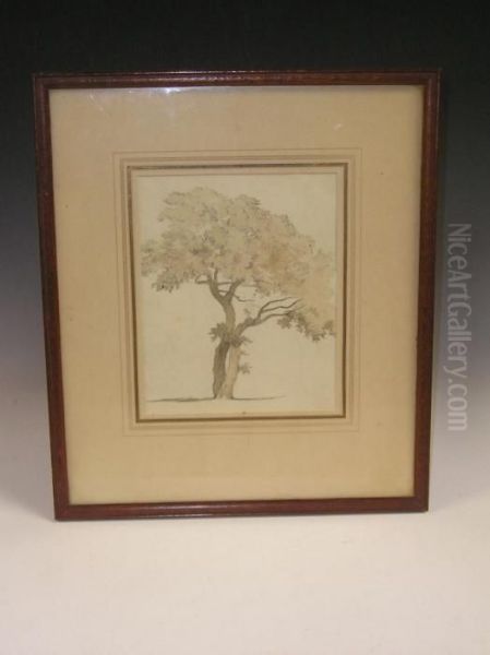 Study Of An Oak Tree , A Wash Drawing Oil Painting by Robert Hills