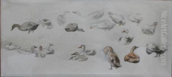 Studies Of Ducks Oil Painting by Robert Hills