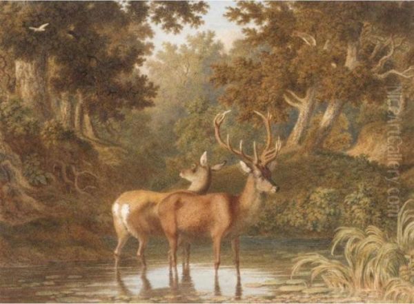 Deer In A Woodland Pool Oil Painting by Robert Hills