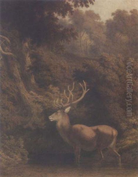 Stag In Woodland Oil Painting by Robert Hills