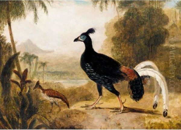 The Fire Pheasant Of The Island Of Java Oil Painting by William Daniell RA