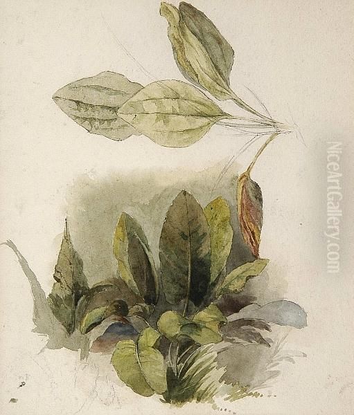 A Study Of Leaves, A Page From A Sketchbook Oil Painting by Peter de Wint