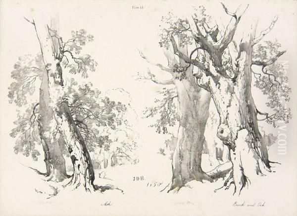 Artists' Manuals.- Lessons On Trees Oil Painting by James Duffield Harding