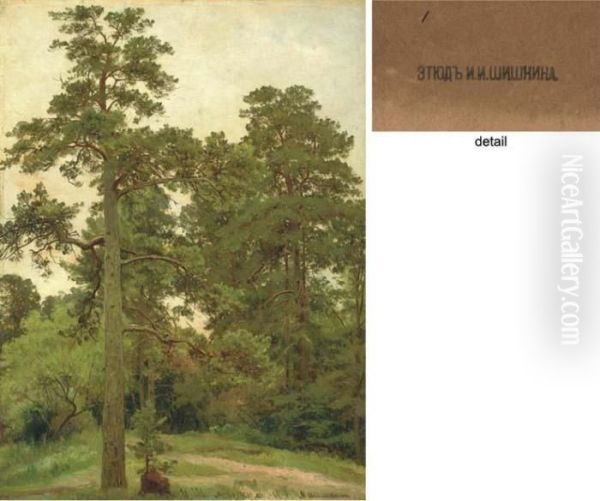 Pine Trees, Merekiul' Oil Painting by Ivan Shishkin