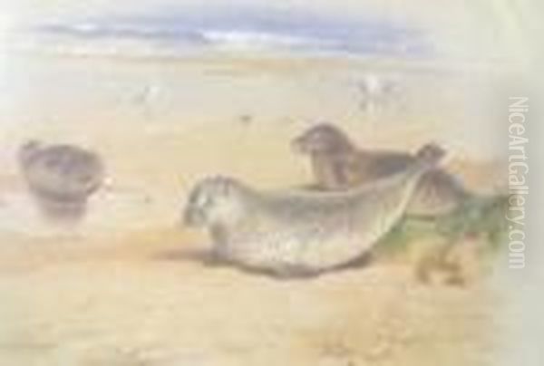 Two Studies Of Seals And One Of Sea Birds Oil Painting by Archibald Thorburn