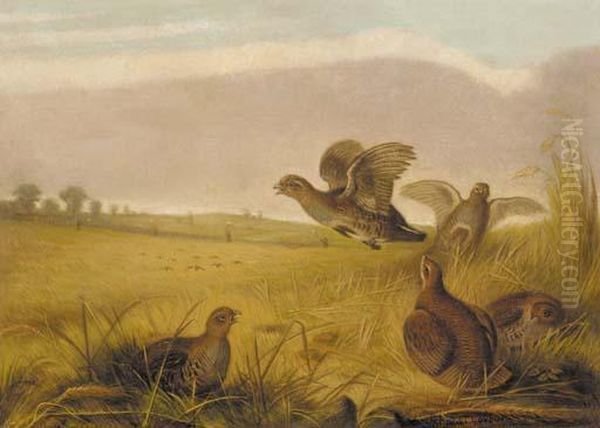 Partridge Rising Oil Painting by Archibald Thorburn