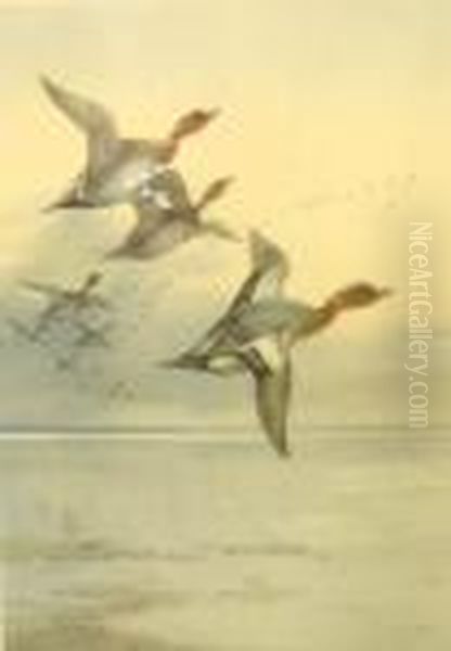 Ducks In Flight Oil Painting by Archibald Thorburn