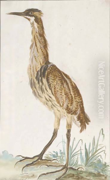 A bittern (Botaurus stellaris) in profile to the left Oil Painting by Aert Schouman