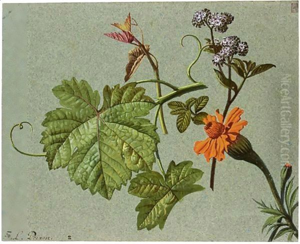 Studies Of Flowers And Vineleaves Oil Painting by Jean-Louis Prevost