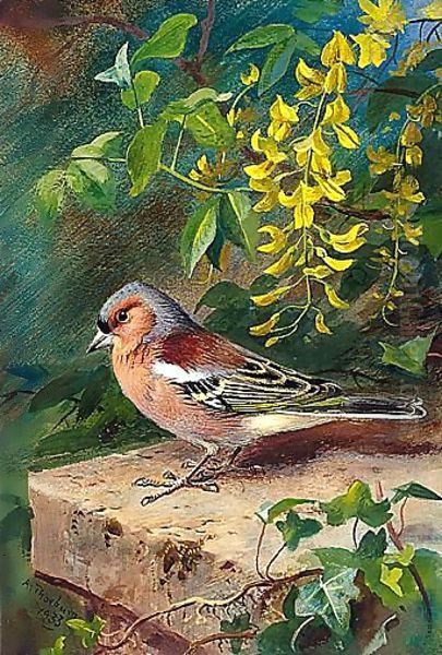 Chaffinch Oil Painting by Archibald Thorburn