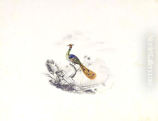 A Bird Of Paradise Oil Painting by Edward Lear