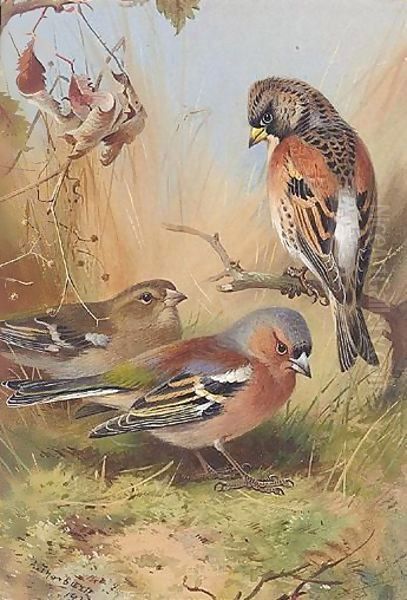 A Brambling And Two Chaffinches Oil Painting by Archibald Thorburn