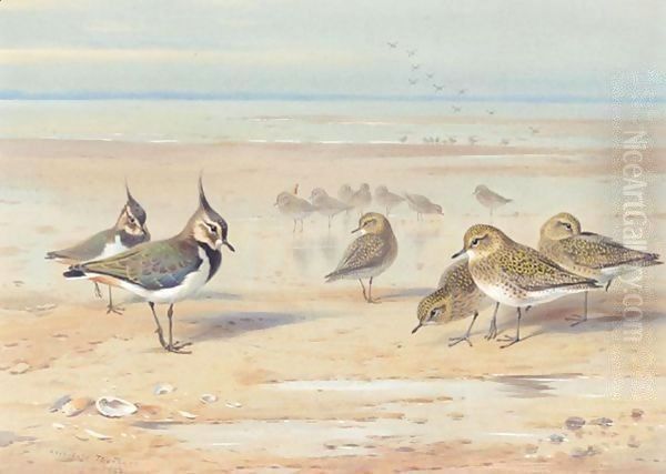 Lapwing And Golden Plover On The Shore Oil Painting by Archibald Thorburn