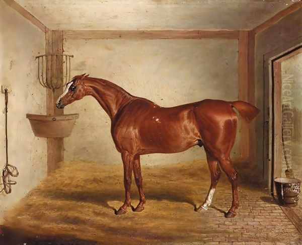 'Whittington', A Favourite Bay Hunter In A Stable Oil Painting by David of York Dalby