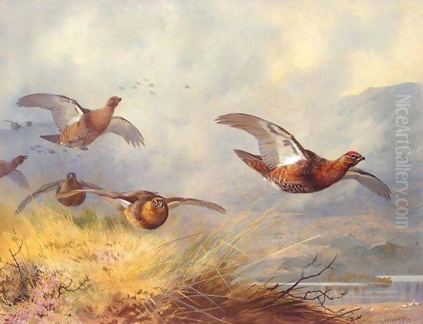 Grouse in flight Oil Painting by Archibald Thorburn