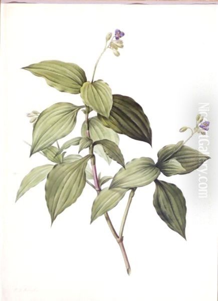 Tradescantia Erecta Oil Painting by Pierre-Joseph Redoute