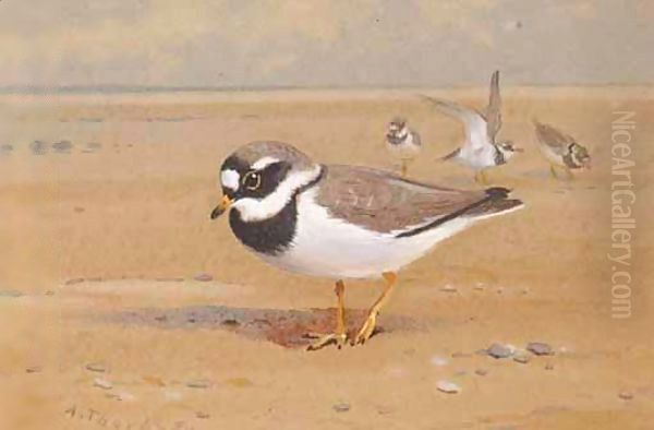 Ring Plover Oil Painting by Archibald Thorburn