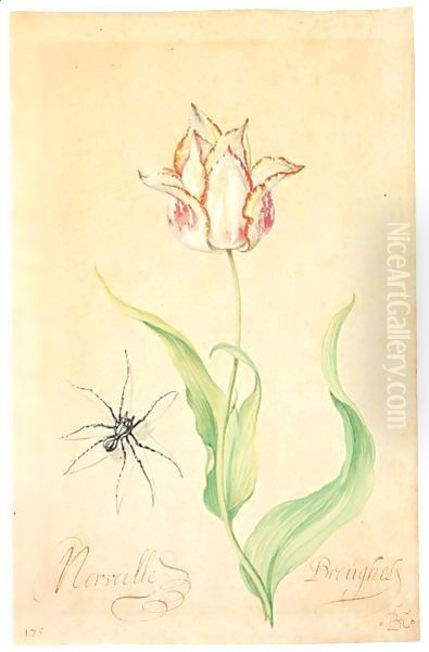 A Tulip 'Merveille Breughel' And Spider Oil Painting by Balthasar Van Der Ast