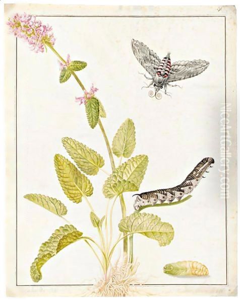 A Convolvulus Hawk Moth As A Pupa, Caterpillar And Moth, On A Sprig Of Betony Oil Painting by Maria Sibylla Merian