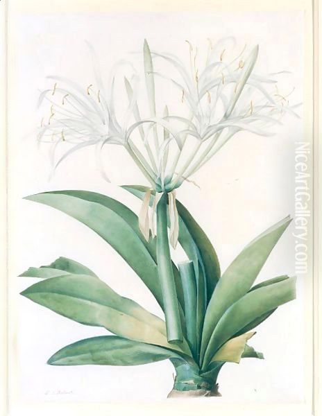 A Caribbean New World Pancratius Lily (Pancratium Speciosum) Oil Painting by Pierre-Joseph Redoute