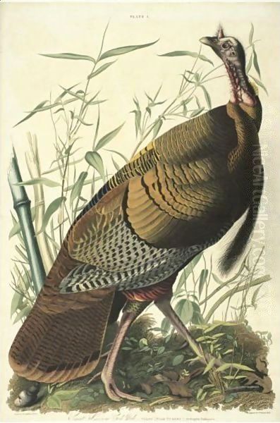 Great American Cock Male (Plate 1) Oil Painting by John James Audubon