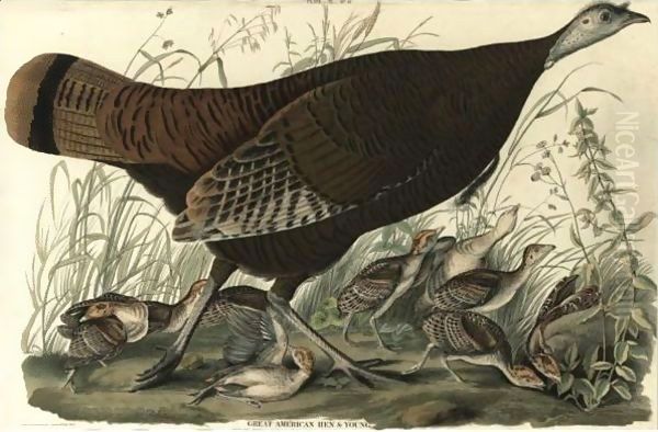 Great American Hen And Young (Plate Vi) Oil Painting by John James Audubon