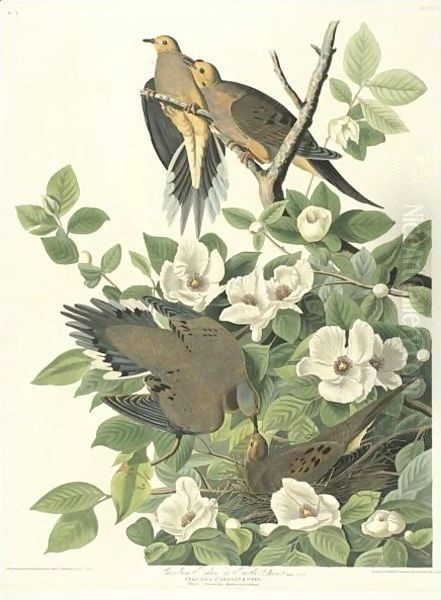 Carolina Turtle Dove (Plate 17) Oil Painting by John James Audubon