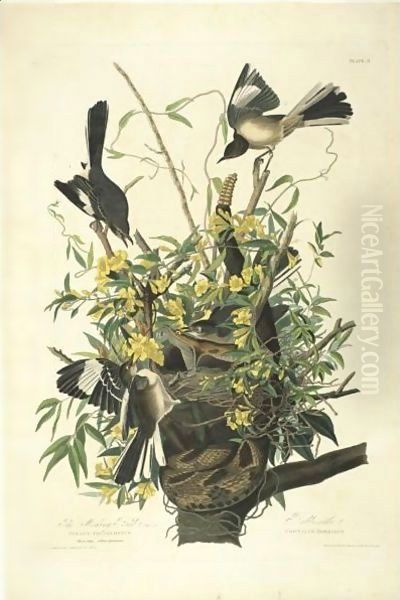 The Mocking Bird (Plate 21) Oil Painting by John James Audubon