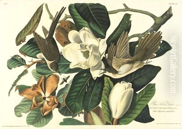 Black-Billed Cuckoo (Plate 32) Oil Painting by John James Audubon