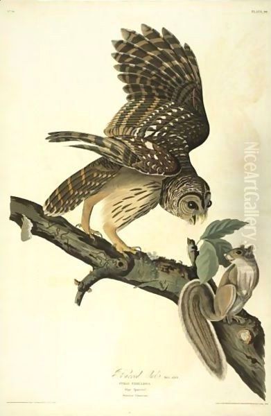 Barred Owl (Plate 46) Oil Painting by John James Audubon