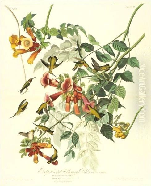 Ruby-Throated Humming Bird Oil Painting by John James Audubon