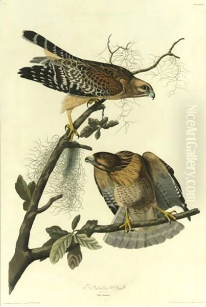 Red-Shouldered Hawk (Plate 56) Oil Painting by John James Audubon