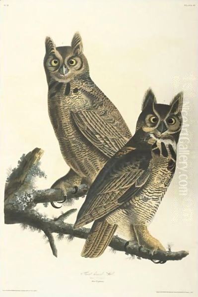 Great Horned Owl (Plate 61) Oil Painting by John James Audubon