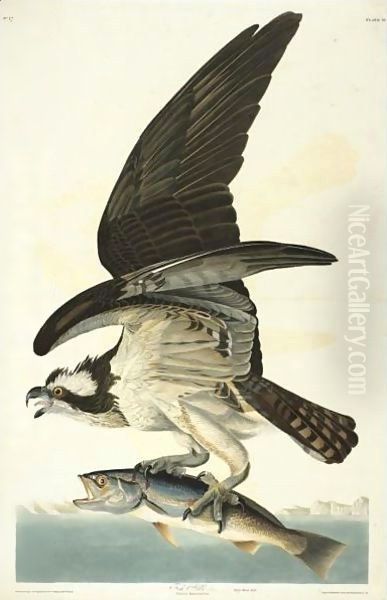 Fish Hawk Oil Painting by John James Audubon