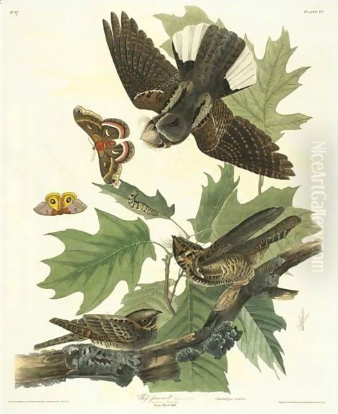 Whip-Poor-Will Oil Painting by John James Audubon