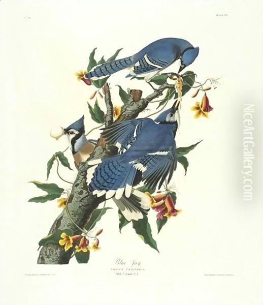 Blue Jay (Plate C11) Oil Painting by John James Audubon