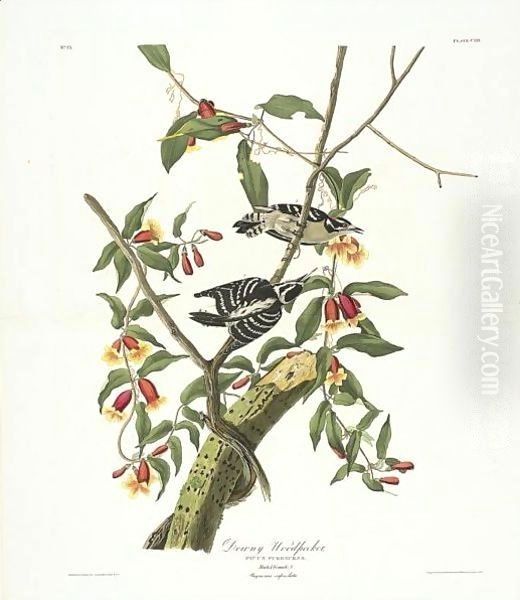 Downy Woodpecker (Plate CXII) Oil Painting by John James Audubon