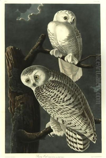 Snowy Owl Oil Painting by John James Audubon