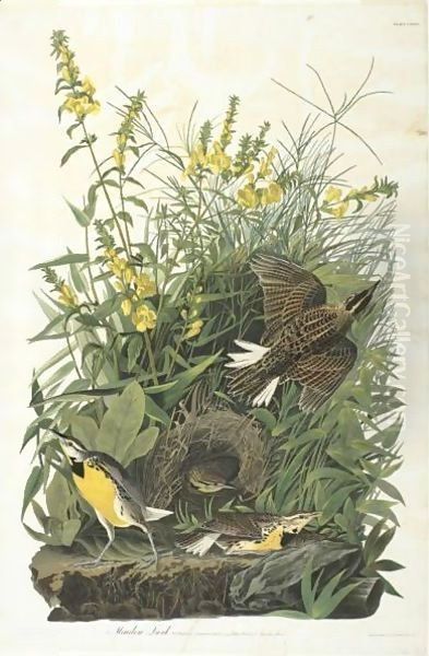 Meadow Lark (Plate Cxxxvi) Oil Painting by John James Audubon